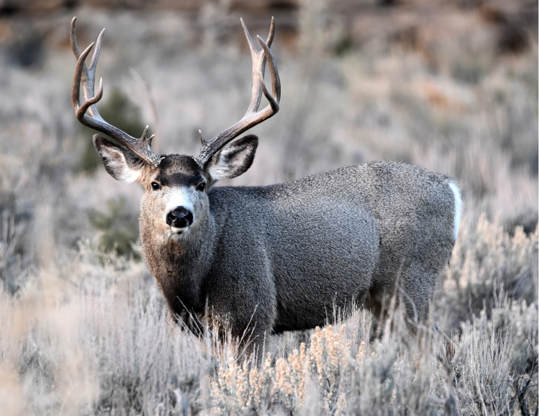 Mule Deer New Mexico